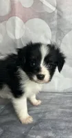 Akc boy , a male Papillon for sale in Sulphur Springs, TX – 1 of 7