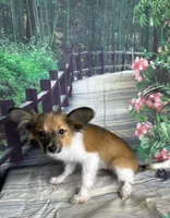 Akc boy , a male Papillon for sale in Sulphur Springs, TX – 6 of 7