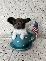 Akc Sable love , a male Papillon for sale in Sulphur Springs, TX – 5 of 10