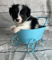 Akc boy , a male Papillon for sale in Sulphur Springs, TX – 6 of 7