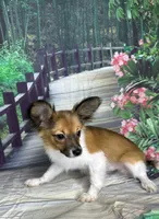Akc boy , a male Papillon for sale in Sulphur Springs, TX – 5 of 7