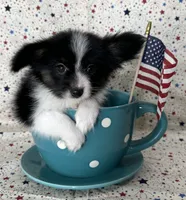 Akc Lovable tri , a male Papillon for sale in Sulphur Springs, TX – 8 of 8