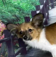 Akc boy , a male Papillon for sale in Sulphur Springs, TX – 7 of 7