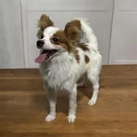 Sable boy, a male Papillon for sale in Sulphur Springs, TX – 3 of 3