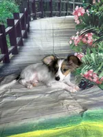 Akc tri  boy , a male Papillon for sale in Sulphur Springs, TX – 4 of 9