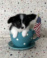 Akc Lovable tri , a male Papillon for sale in Sulphur Springs, TX – 3 of 8