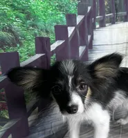 Akc Lovable tri , a male Papillon for sale in Sulphur Springs, TX – 4 of 9