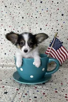 Akc tri  boy , a male Papillon for sale in Sulphur Springs, TX – 2 of 8