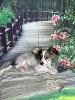 Akc tri  boy , a male Papillon for sale in Sulphur Springs, TX – 5 of 9