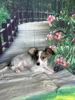 Akc tri  boy , a male Papillon for sale in Sulphur Springs, TX – 3 of 9