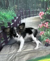 Akc Lovable tri , a male Papillon for sale in Sulphur Springs, TX – 5 of 9