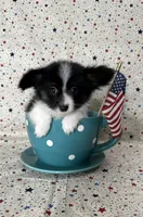 Akc Lovable tri , a male Papillon for sale in Sulphur Springs, TX – 2 of 8