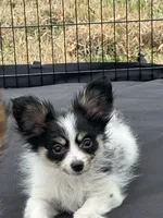Akc tri male, a male Papillon for sale in Sulphur Springs, TX – Photo 2 of 7