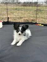Akc tri male, a male Papillon for sale in Sulphur Springs, TX – Photo 7 of 7