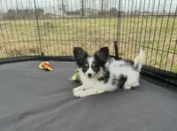 Akc tri male, a male Papillon for sale in Sulphur Springs, TX – Photo 6 of 7