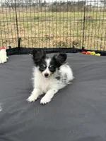 Akc tri male, a male Papillon for sale in Sulphur Springs, TX – Photo 4 of 7