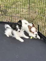 Akc tri male, a male Papillon for sale in Sulphur Springs, TX – Photo 5 of 7