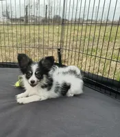 Akc tri male, a male Papillon for sale in Sulphur Springs, TX – Photo 3 of 7