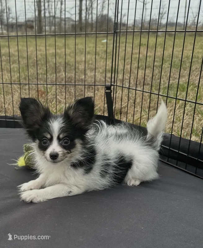 Akc tri male – Papillon puppy for sale in Sulphur Springs, TX