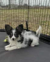 Akc tri male, a male Papillon for sale in Sulphur Springs, TX – Photo 1 of 7