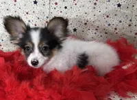 Akc tri  boy , a male Papillon for sale in Sulphur Springs, TX – 8 of 8