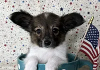 Akc Sable love , a male Papillon for sale in Sulphur Springs, TX – 3 of 10
