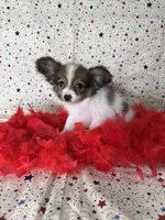 Sweet akc girl , a female Papillon for sale in Sulphur Springs, TX – 5 of 8