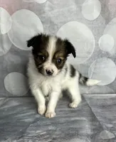 Akc baby girl , a female Papillon for sale in Sulphur Springs, TX – 2 of 4