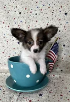 Akc baby sable , a male Papillon for sale in Sulphur Springs, TX – 2 of 9