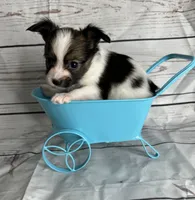 Sable male , a male Papillon for sale in Sulphur Springs, TX – 4 of 5