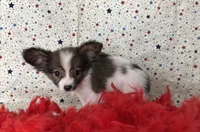 Akc baby sable , a male Papillon for sale in Sulphur Springs, TX – 5 of 9