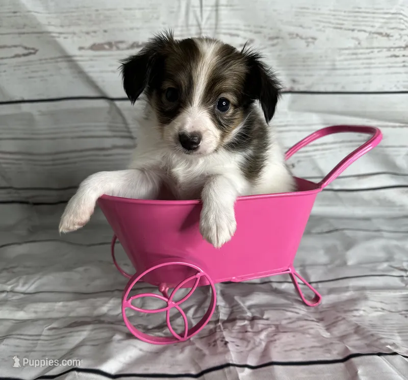 Akc girl  – Papillon puppy for sale in Sulphur Springs, TX