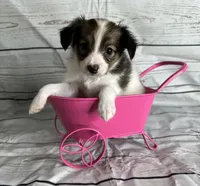Akc girl , a female Papillon for sale in Sulphur Springs, TX – 1 of 6