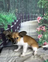 Akc boy , a male Papillon for sale in Sulphur Springs, TX – 3 of 7