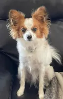 Coco Male #1 - Papillon, a male Papillon for sale in Fredericksburg, VA – Photo 6 of 9