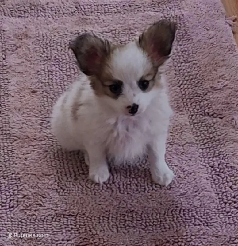 Coco Male #1 - Papillon