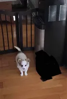 Coco Male #1 - Papillon, a male Papillon for sale in Fredericksburg, VA – Photo 4 of 9