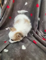 Coco Male #1 - Papillon, a male Papillon for sale in Fredericksburg, VA – Photo 3 of 9