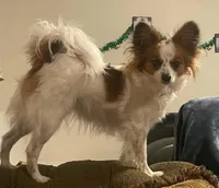 Coco Male #1 - Papillon, a male Papillon for sale in Fredericksburg, VA – Photo 7 of 9
