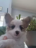 Coco Male #1 - Papillon, a male Papillon for sale in Fredericksburg, VA – Photo 2 of 9