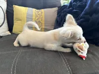 Snookie Male, a male Papillon for sale in Fredericksburg, VA – Photo 3 of 10