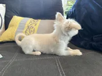 Snookie Male, a male Papillon for sale in Fredericksburg, VA – Photo 5 of 10