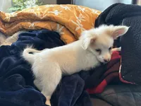 Snookie Male, a male Papillon for sale in Fredericksburg, VA – Photo 7 of 10