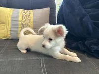 Snookie Male, a male Papillon for sale in Fredericksburg, VA – Photo 6 of 10