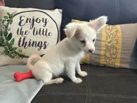 Snookie Male, a male Papillon for sale in Fredericksburg, VA – Photo 2 of 10