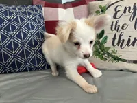 Snookie Male, a male Papillon for sale in Fredericksburg, VA – Photo 8 of 10