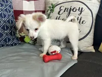 Snookie Male, a male Papillon for sale in Fredericksburg, VA – Photo 1 of 10