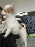 Snookie Female, a female Papillon for sale in Fredericksburg, VA – Photo 8 of 10