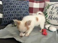 Snookie Female, a female Papillon for sale in Fredericksburg, VA – Photo 5 of 10