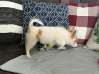 Snookie Female, a female Papillon for sale in Fredericksburg, VA – Photo 4 of 10